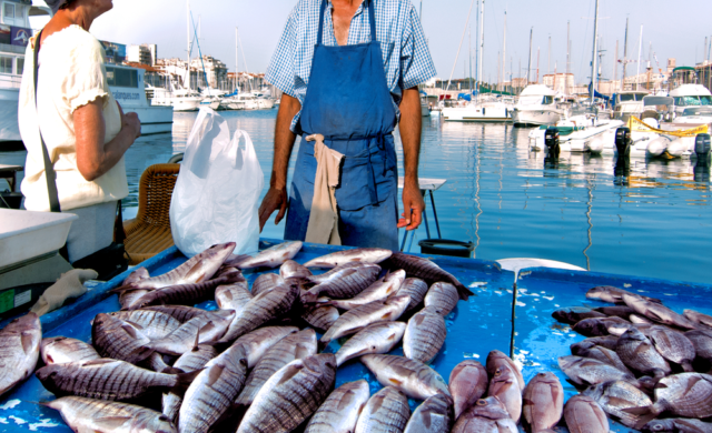 Balık İhracatı